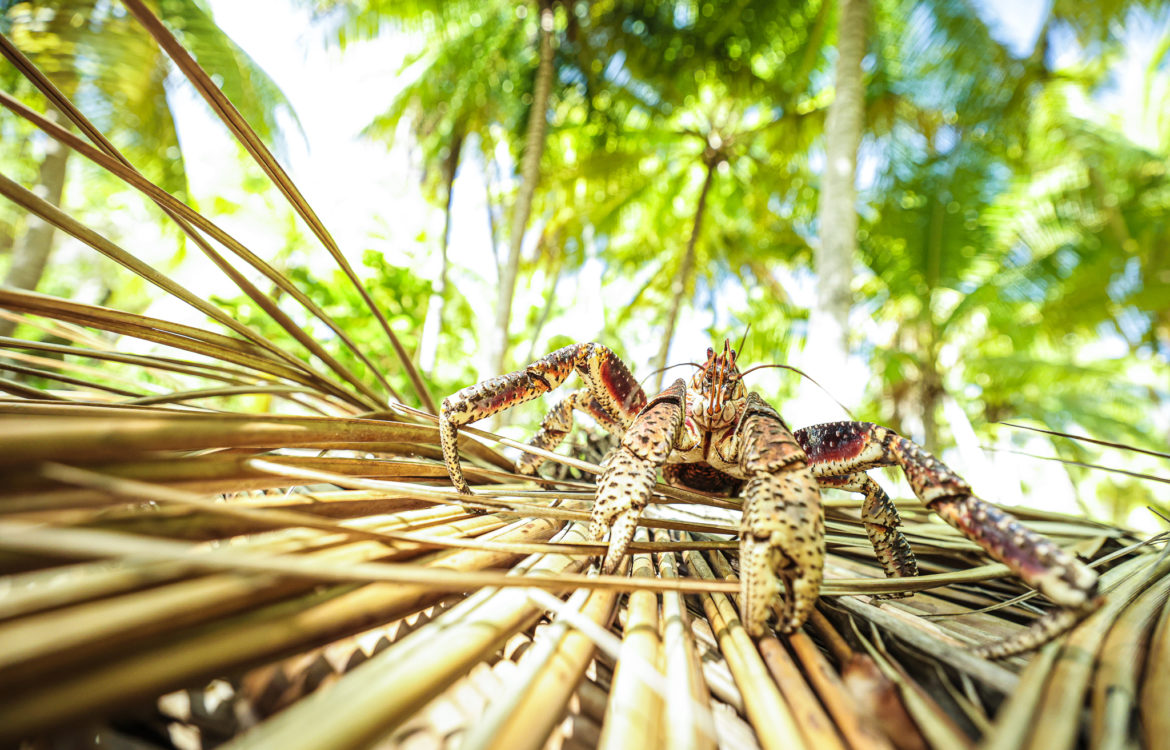 KAVEU (Crabe de cocotier)